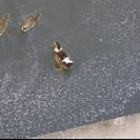 En las aguas del Sil a su paso por Ponferrada aparecieron ayer espumas flotando