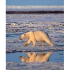 La contaminación hace peligrar la vida de animales como el oso polar