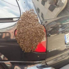 El coche, con las abejas.