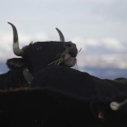 Los sistemas que garantizan la salud de los animales repercuten también en un menor consumo de antibióticos. jesús f. salvadores
