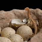 Reproducción de un nido de dinosaurio en el Museo de Historia Natural de Nueva York. DENIS FINNIN