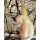 Esta primate fue rescatada el pasado 19 de abril. BOSF