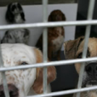 El albergue de la Asociación Protectora de Animales y Plantas acoge actualmente cerca de 300 perros