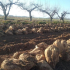 Un campo de remolacha en la provincia de León.