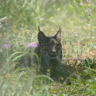 Un lince ibérico.