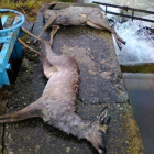 Dos corzos recién sacados muertos del canal de Paradilla. DL