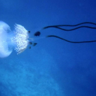 Las medusas invaden el Mediterráneo