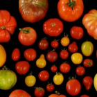 Variedades de tomate analizadas en busca de los genes que favorecen la emisión de compuestos volátiles agradables.