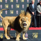El león de MGM dejando sus huellas bajo la atenta mirada de Stallone.