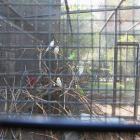 Aves en las jaulas de la pajarera del Parque de Quevedo, que sirve para preservar el hábitat.