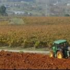 Plantaciones de viñedos del zona más vinatera del Bierzo, en el centro de la comarca