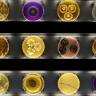 Diversos microorganismos, en cajas de Petri, en el zoo de Micropia.