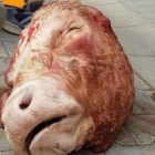 La cabeza de toro que los fans del Dynamo de Dresden lanzaron al terreno de juego.