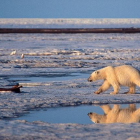 Un oso en el Ártico.