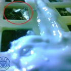 Fotografía facilitada por la CNSA del brote de algodón en la Luna.