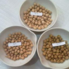 Las tres variedades de garbanzo cultivadas en Valdeviejas y seleccionadas por la ULE.