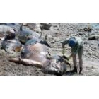 Parte de las 103 ballenas encontradas muertas en la playa