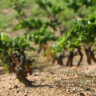 La variedad godello está empezando a ser muy demandada en todos los mercados.
