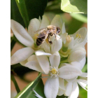 Una abeja desempeña su labor de polinización de una flor de naranjo. CARLOS GARCÍA