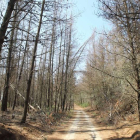 Pinares secos en Fresnedo, afectados por la plaga de la ‘Lymantria dispar’.