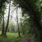 La biomasa forestal se ha convertido en una oportunidad para generar empleo en el Bierzo. ANA F. BARREDO
