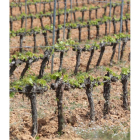 Imagen de archivo de una viña en la comarca del Bierzo. DE LA MATA