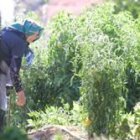 Una anciana cuida de los cultivos en su huerta