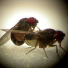 Ejemplar de mosca drosophila.