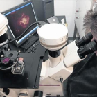 Una investigadora observa a través de un microscopio.