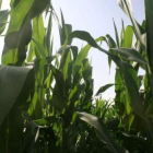 Empresas especializadas experimentarán en León con diversas variedades de maíz.