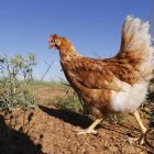 Una gallina, en una granja de cría en libertad. JESÚS F. SALVADORES
