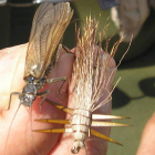 Mosca de la piedra natural, a la izquierda, y otra de imitación realizada con pelo de ciervo.