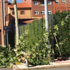 El Ayuntamiento ha iniciado la poda de los árboles para no atascar con hojas los sumideros.