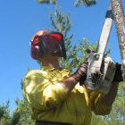 Un trabajador realiza labores forestales en uno de los montes de la provincia.