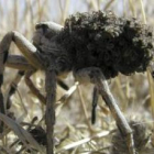 La tarántula mediterránea usa la información que recibe por las patas para orientarse.