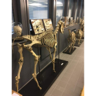 Una muestra de esqueletos pertenecientes a la colección de la Sorbonne Universitè. DL