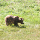 Un oso en la comarca de Laciana. DL