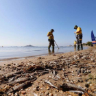 Imagen de los peces y crustáceos muertos en la orilla de una playa del Mar Menor. JUAN CARLOS CAVAL