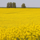 El cultivo de la colza ha florecido de nuevo en Castilla y León con una ampliación del 760%. MONTESINOS