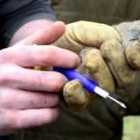 Los topillos pertenecen a la especie microtus arvalis -topillo campesino-, que es bien conocida