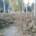Estado que presenta en jardín de la Alameda tras la poda. DD