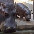 Un hipopótamo y su cría beben agua de un estanque en un parque de Belgrado