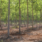 Imagen de archivo de una plantación de chopos de la provincia. NORBERTO