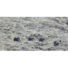 La población occidental, con más de cien osos en la actualidad, se aleja de una extinción inminente,