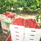 Imagen de archivo de la pasada campaña de recogida de cerezas en el Bierzo. ANA F. BARREDO