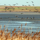 Aves en las lagunas de Villafáfila. MARIAM A. MONTESINOS