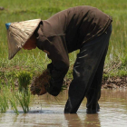 Una mujer cultiva arroz, alimento que China prepara para los astronautas. VINCENT GAUTIER