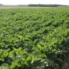 Aspecto de la remolacha en pleno crecimiento en la ribera del Órbigo en el mes de agosto.