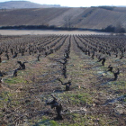 Las cinco hectáreas de viñedo propio se extienden al lado de la bodega, en uno de los mejores parajes de la mencía berciana.