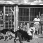 Una de las fotografías que compone la campaña ‘Ponte en su lugar’ de la  Protectora de Animales y Plantas de León.